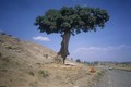 Albero in Etiopia