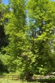 CASTAGNO TERNI CASTAGNO TERNI