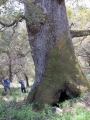 Roverella Roverella