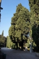 CIPRESSI VERONA VILLA GIUSTI