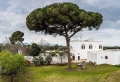 PINO DOMESTICO OSTUNI PINO DOMESTICO OSTUNI