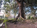 MAGNOLIA GRANDI FLORA